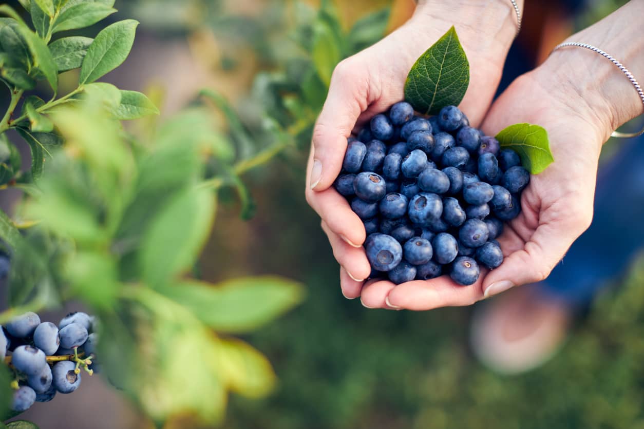 A Hand Holding Blueberries